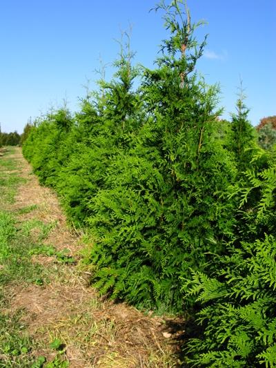 Thuja 'Green Giant' - Giant Arborvitae