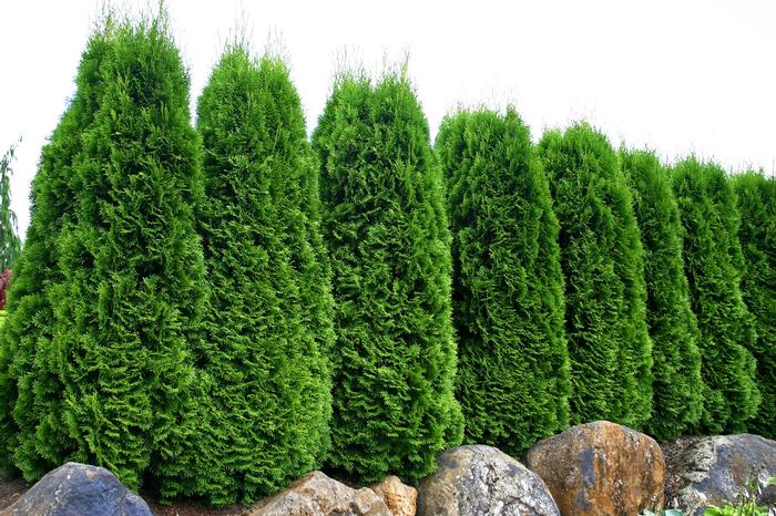 Thuja occidentalis 'Emerald' ('Smaragd') - Arborvitae