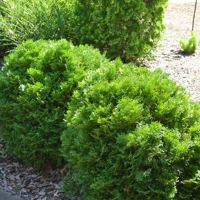 Thuja occidentalis 'Mr. Bowling Ball®' ('Bobazam') - Arborvitae