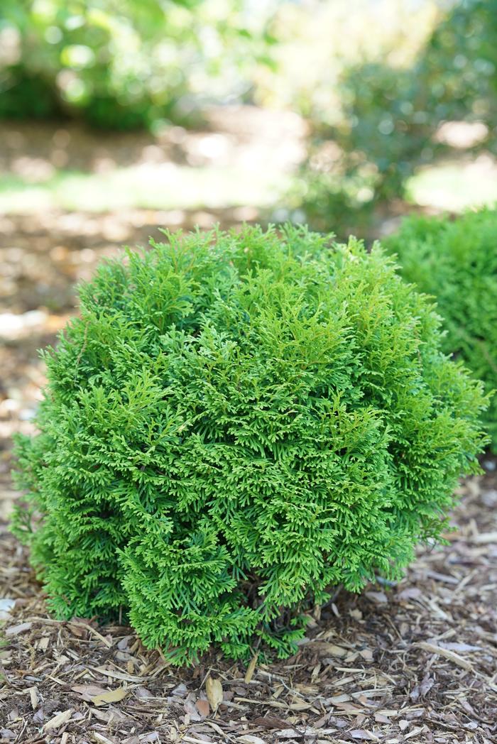 Thuja occidentalis 'Tater Tot®' ('SMNTOBAB') - Arborvitae