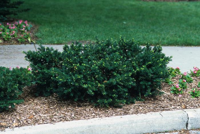 Taxus x media 'Everlow' - Spreading Yew