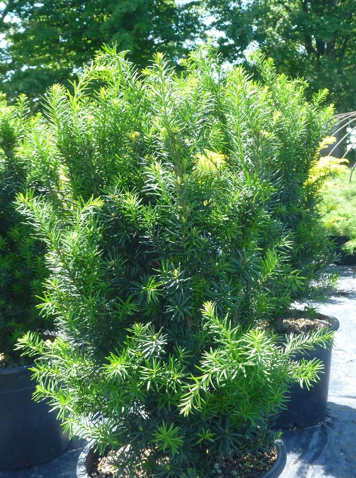 Taxus x media 'Hicksii' - Yew