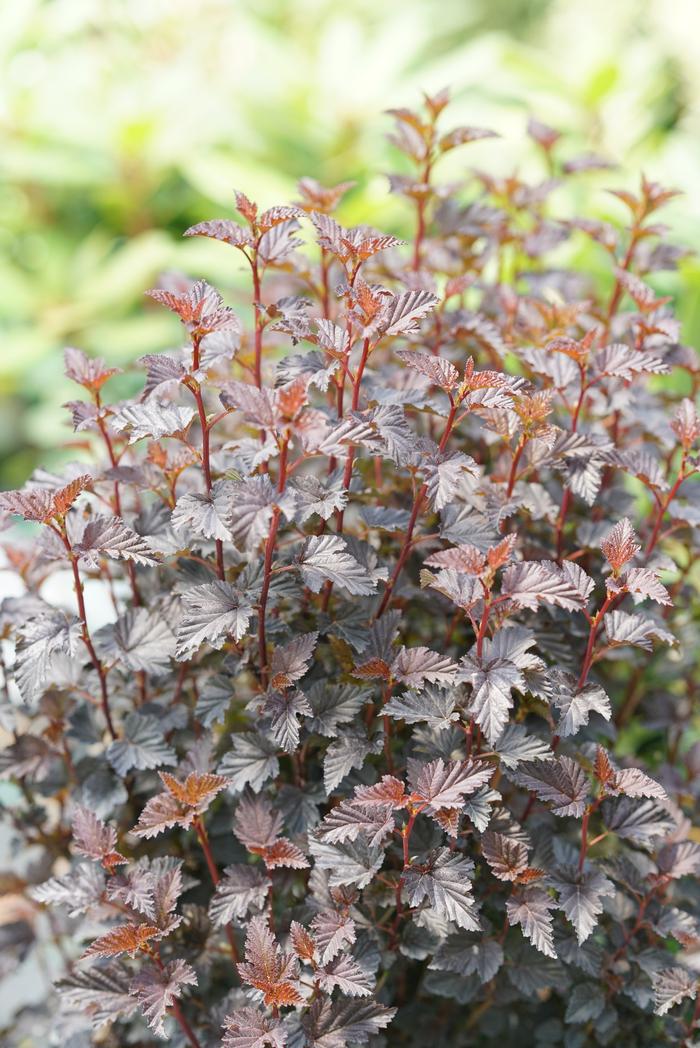 Physocarpus opulifolius Summer Wine® 'Black' ('SMNPMS') - Ninebark