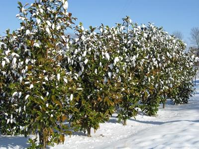 Magnolia grandiflora 'Bracken's Brown Beauty' - Magnolia