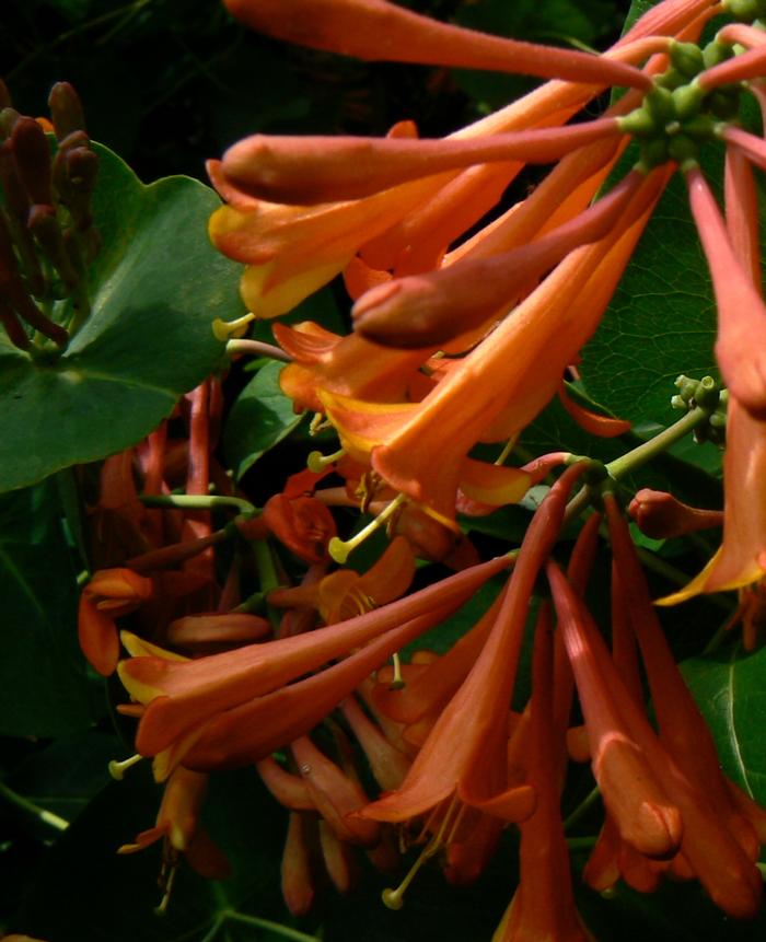 Lonicera x brownii 'Dropmore Scarlet' - Trumpet Honeysuckle