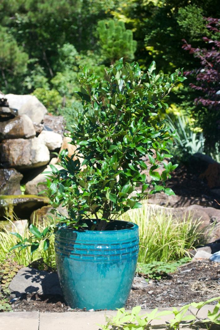 Ligustrum japonicum 'Recurvifolium' - Curled-Leaf Privet