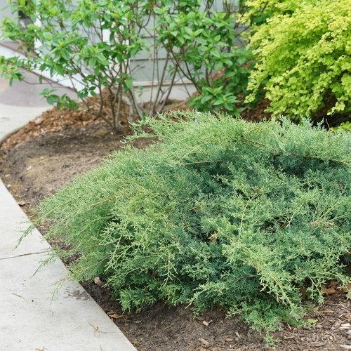 Juniperus chinensis 'Montana Moss®' ('SMNJCHM') - Juniper