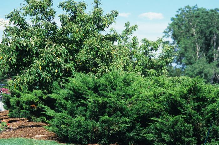 Juniperus chinensis 'Sea Green' - Juniper