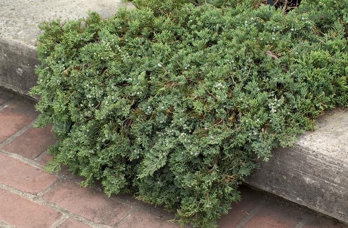 Juniperus horizontalis 'Wiltonii' - Blue Rug Juniper