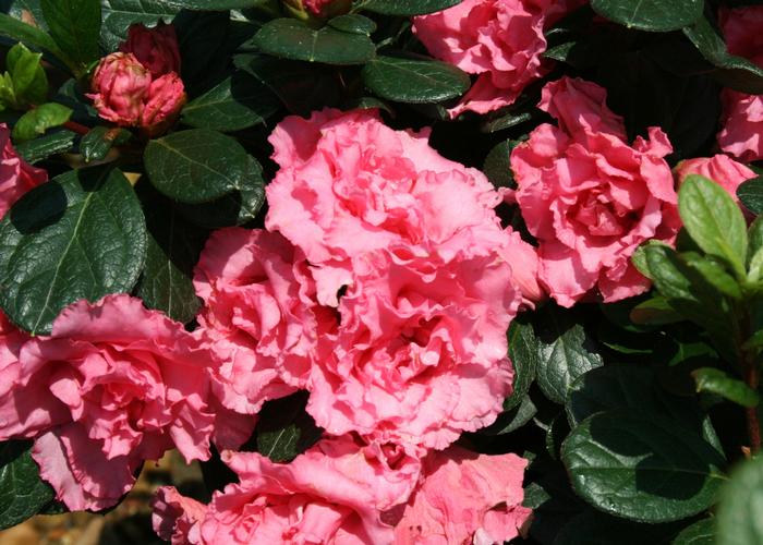 Rhododendron Bloom-A-Thon® 'Pink Double' ('RLH1-2P8') - Reblooming Azalea
