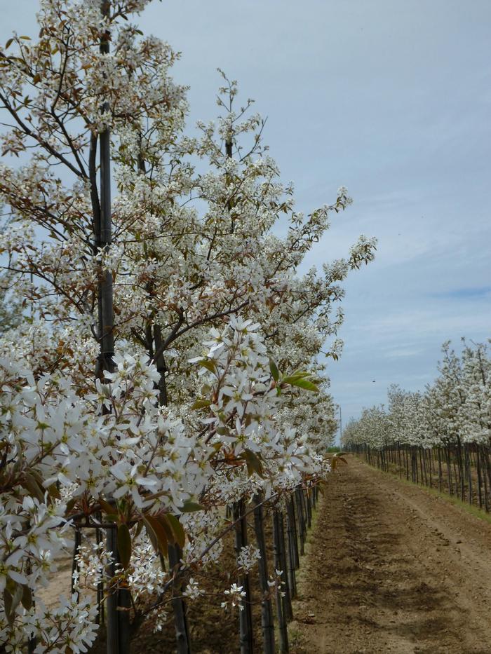 Amelanchier canadensis - Shadblow Serviceberry