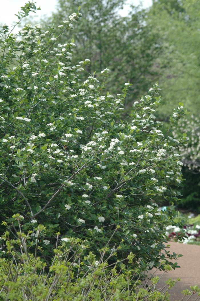 Aronia melanocarpa - Black chokeberry