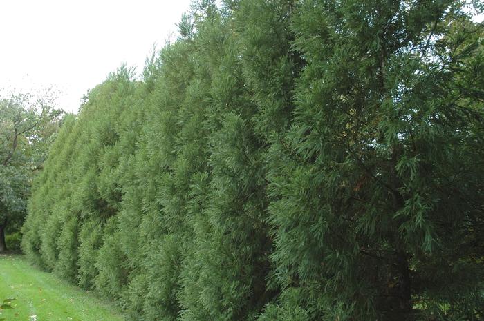 Cryptomeria japonica 'Radicans' - Japanese Cryptomeria