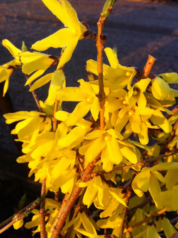 Forsythia ovata 'Northern Gold' - Forsythia