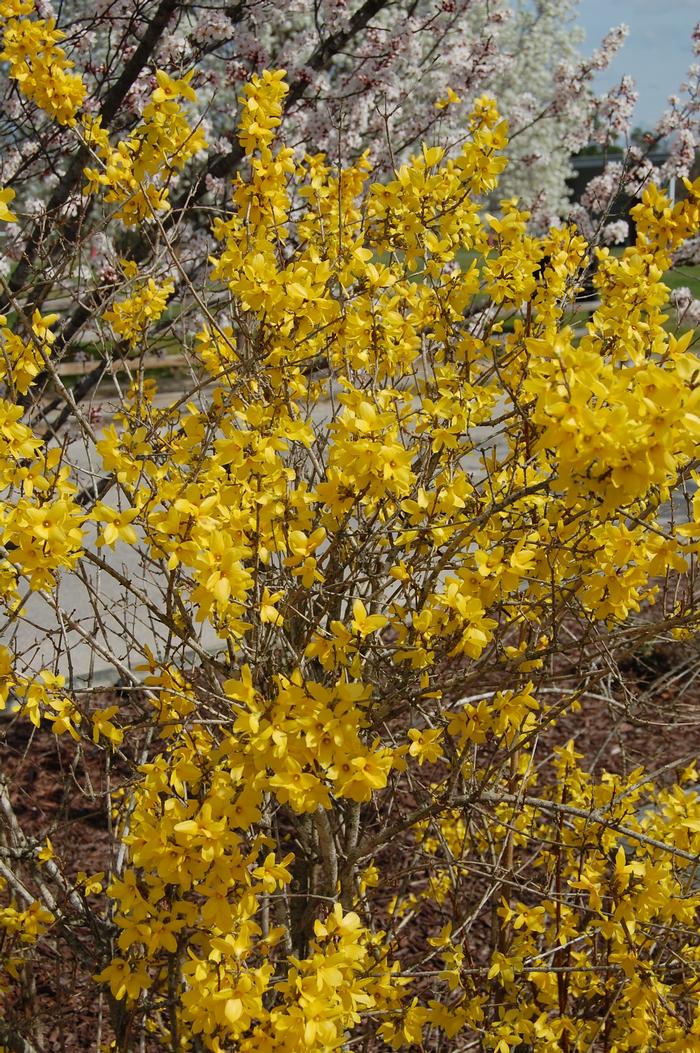 Forsythia x intermedia 'Lynwood' - Forsythia