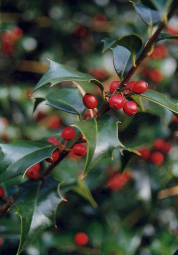 Ilex x aquipernyi 'Dragon Lady®' from David's Nursery