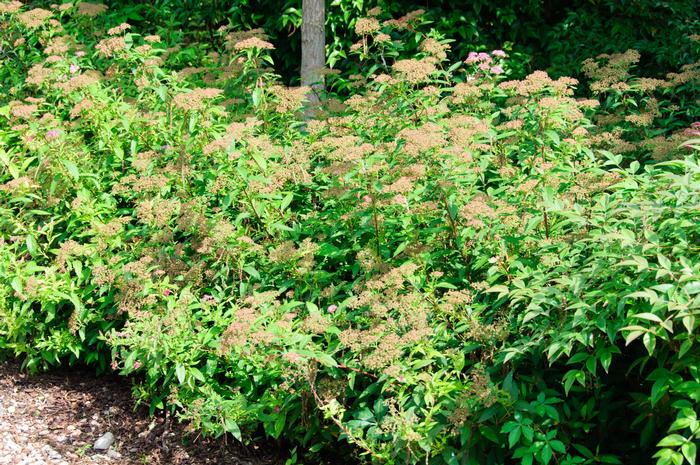 Spiraea japonica 'Shirobana' - Spirea