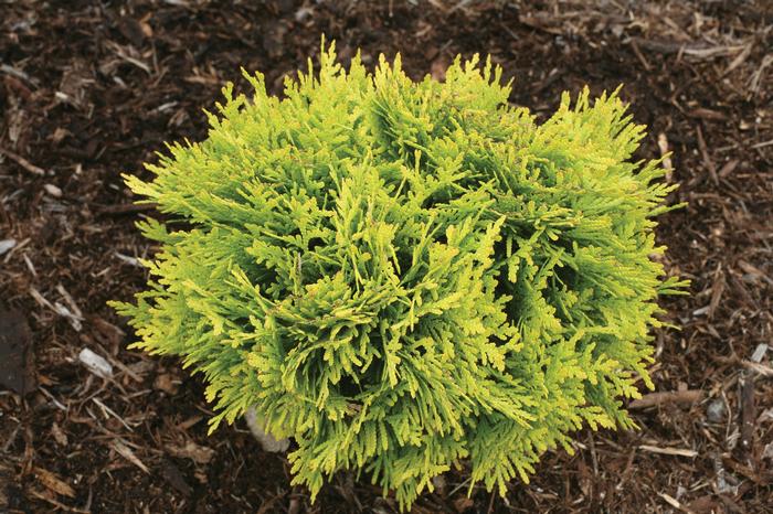 Thuja occidentalis 'Anna's Magic Ball®' ('Anna van Vloten') - Arborvitae