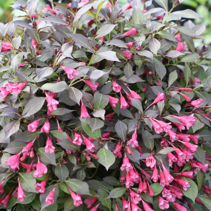 Weigela florida 'Midnight Wine Shine®' ('SMNWFMS') - Weigela