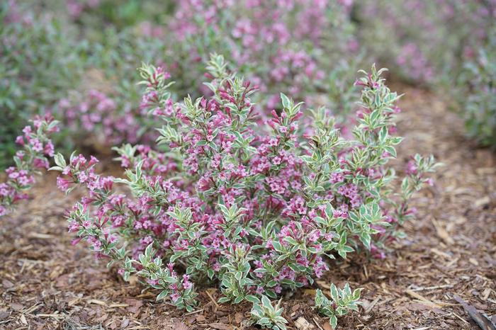 Weigela florida 'My Monet Purple Effect®' ('Verweig8') - Weigela