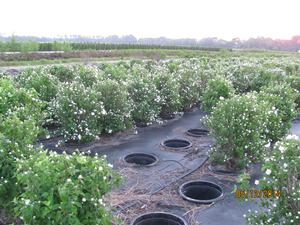 Philadelphus 'Natchez (Mockorange)' - 