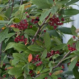 Aronia arbutifolia 'Brilliantissima'