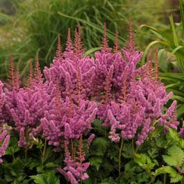 Astilbe chinensis 'Visions'