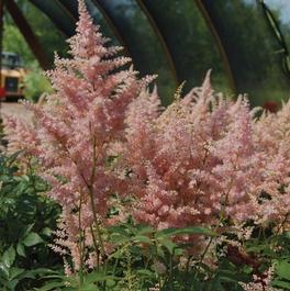 Astilbe japonica 'Peach Blossom'