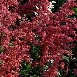 Astilbe x arendsii 'Fanal'