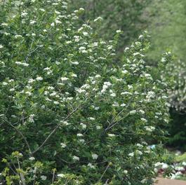 Aronia melanocarpa 