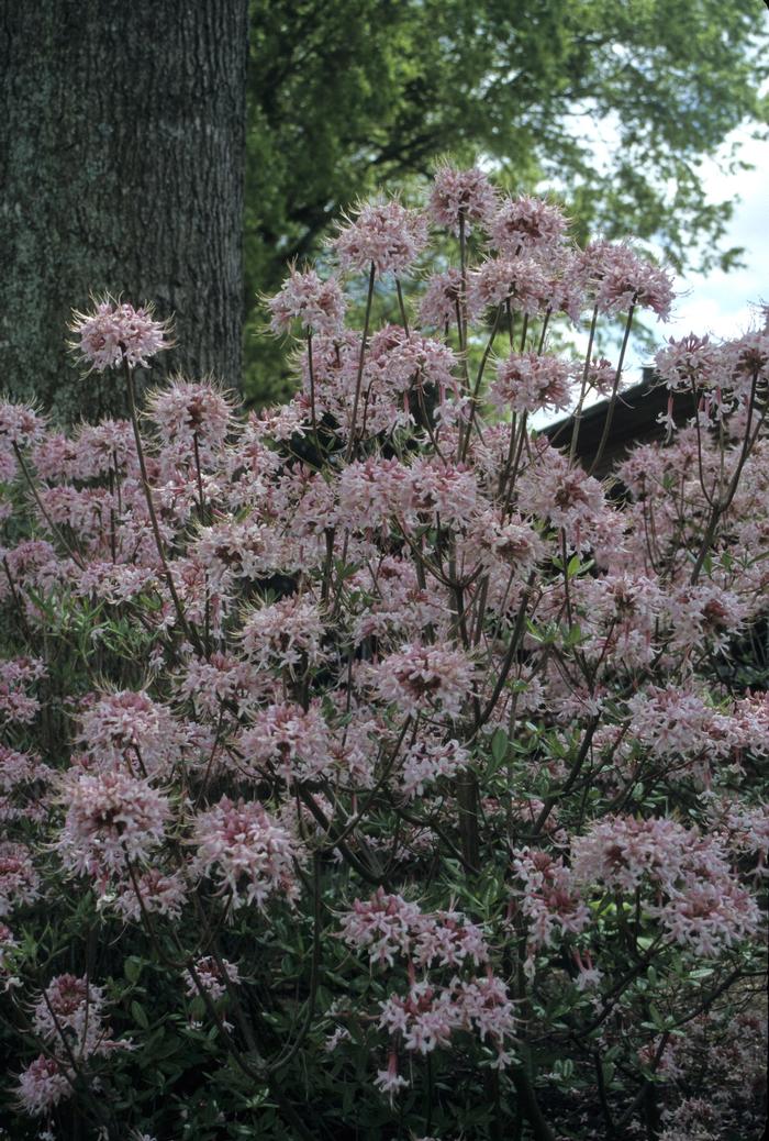 Rhododendron canescens from David's Nursery Rhododendron canescens - Mountain Azalea or Piedmont Azalea