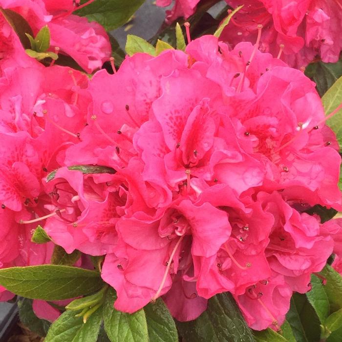 Rhododendron 'Double Dark Pink' from David's Nursery Rhododendron Perfecto Mundo® 'Double Dark Pink' ('NCRX7') - Reblooming Azalea