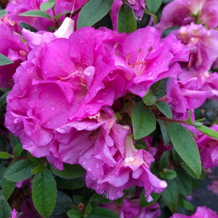 Rhododendron 'Double Purple' from David's Nursery Rhododendron Perfecto Mundo® 'Double Purple' ('NCRX3') - Reblooming Azalea
