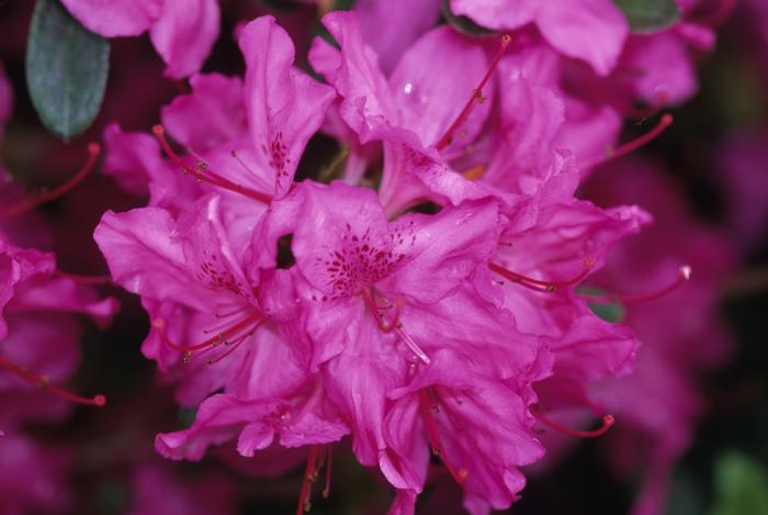 Rhododendron Gable hybrid 'Karen' from David's Nursery Rhododendron Gable hybrid 'Karen' - Azalea
