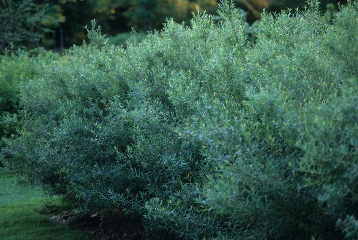 Salix purpurea 'Nana' from David's Nursery Salix purpurea 'Nana' - Dwarf Arctic Willow