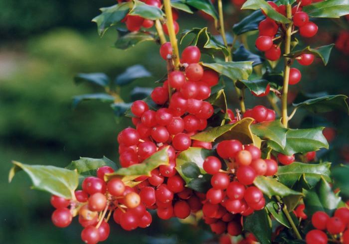 Ilex x meserveae 'China Girl®' from David's Nursery Ilex x meserveae 'China Girl®' ('Mesog') - Holly
