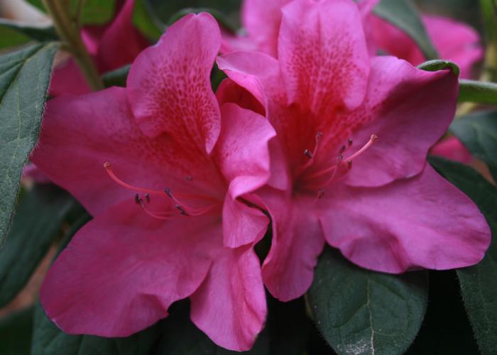 Rhododendron 'Lavender' from David's Nursery Rhododendron Bloom-A-Thon® 'Lavender' ('RLH1-4P19') - Reblooming Azalea