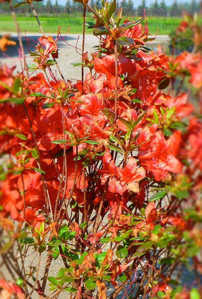 Rhododendron Gable hybrid 'Stewartstonian' from David's Nursery Rhododendron Gable hybrid 'Stewartstonian' - Azalea
