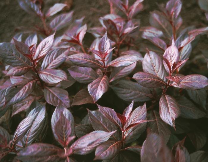 Weigela florida 'Midnight Wine®' from David's Nursery Weigela florida 'Midnight Wine®' ('Elvera') - Weigela