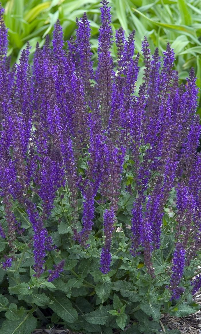 Salvia x sylvestris 'May Night' from David's Nursery Salvia x sylvestris 'May Night' - Meadow Sage