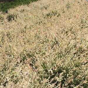 Salix Hakuro Nishiki from David's Nursery Salix Hakuro Nishiki - Dappled Willow